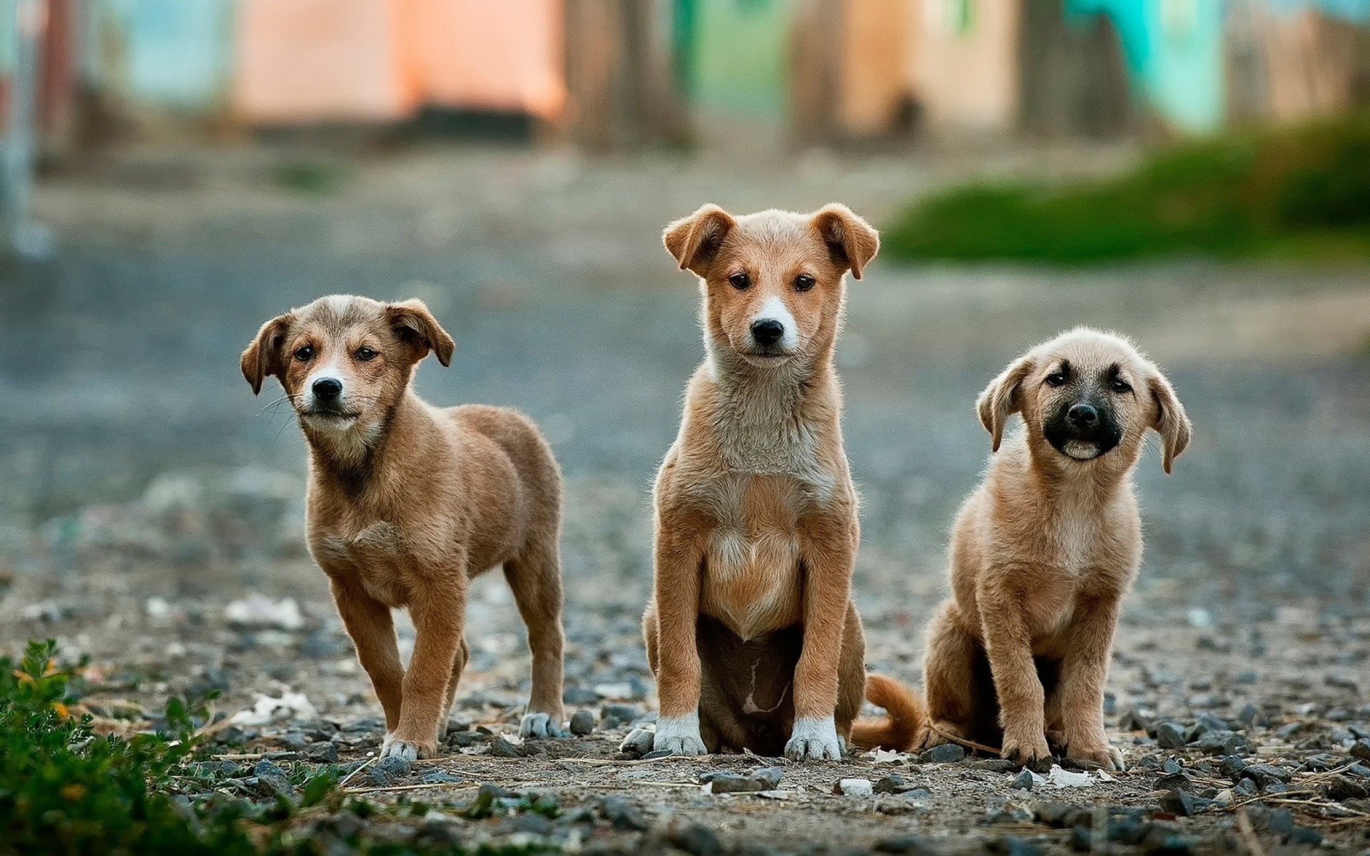 tre cuccioli di cane
