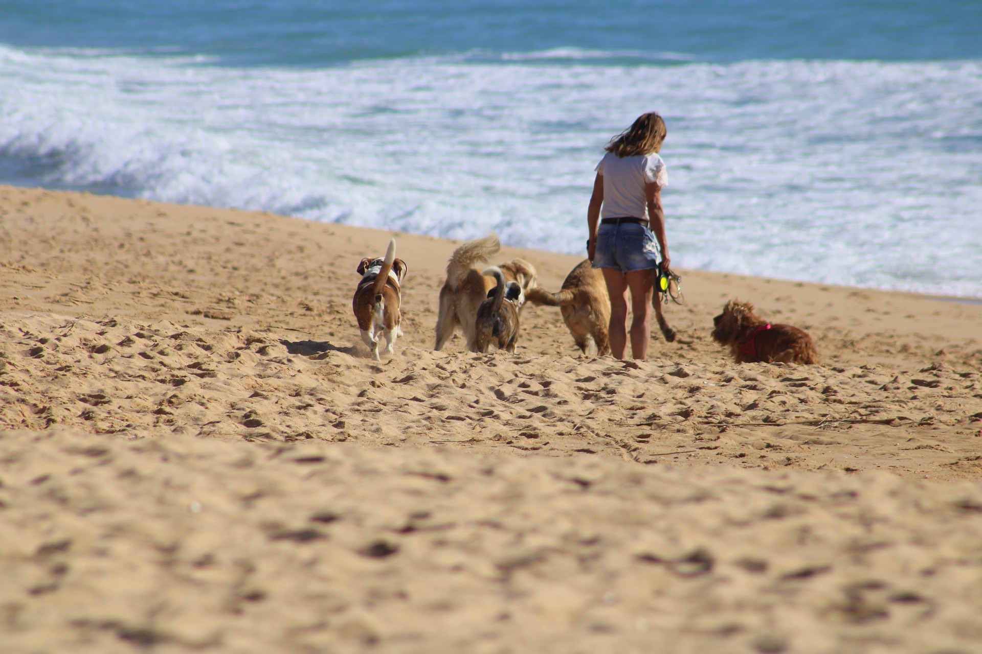 cani sulla spiaggia