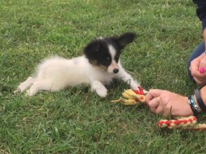 Beniamino e il gioco come stimolo